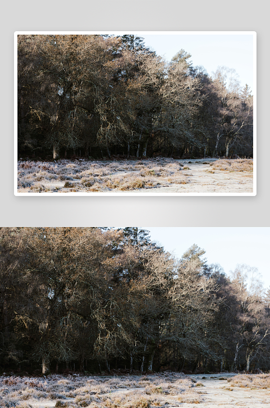 冬季林地空地景象-众图网