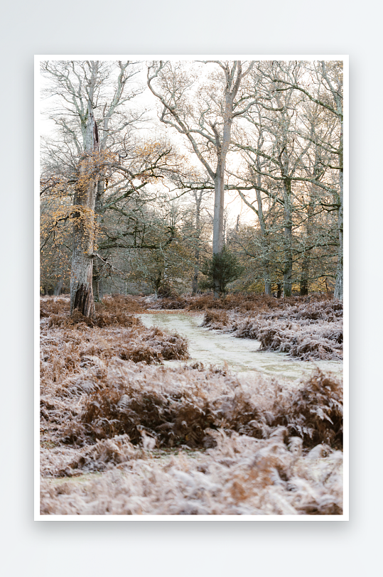 冬日林间小径覆盖霜雪-众图网