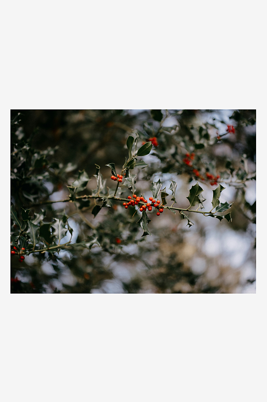 冬日枝头的冬青果实-众图网