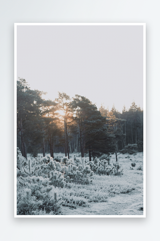 冬日森林晨曦雪景-众图网