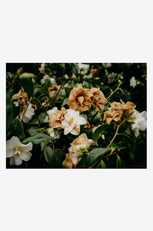 凋谢的白色花朵与绿叶-众图网