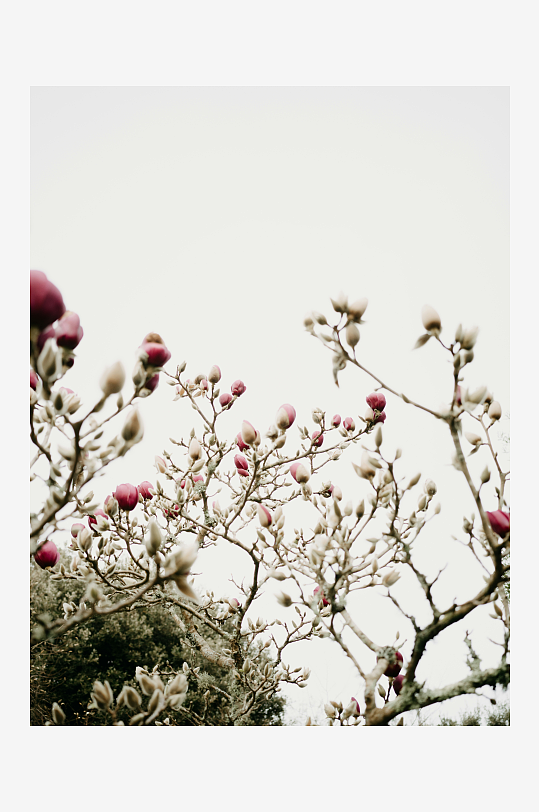 初春枝头绽放的花苞-众图网