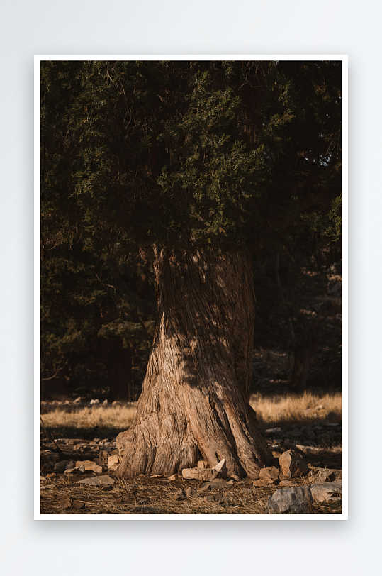 古老大树在阳光下的静谧景象-众图网