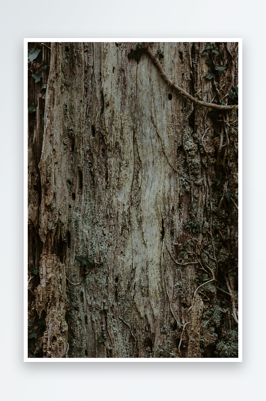 古老树干纹理特写-众图网