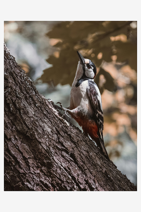 啄木鸟栖息于树干-众图网
