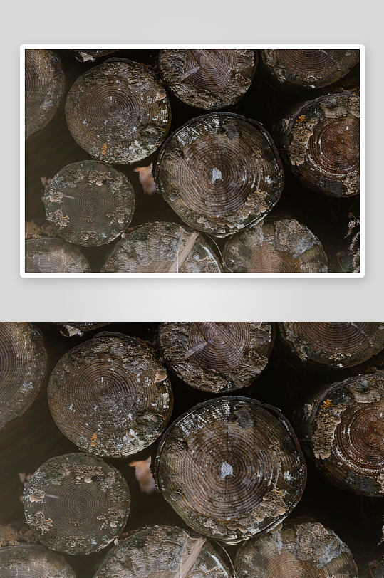 堆叠的树桩截面特写-众图网