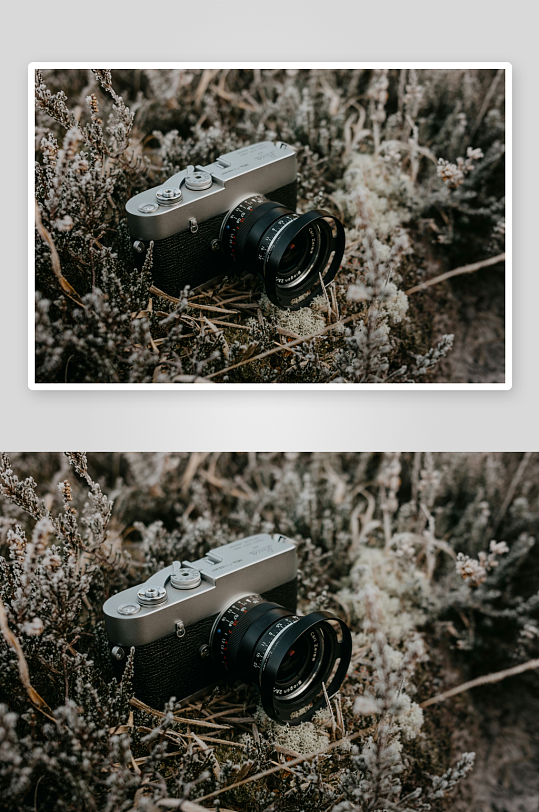 复古相机置于干枯植物中-众图网