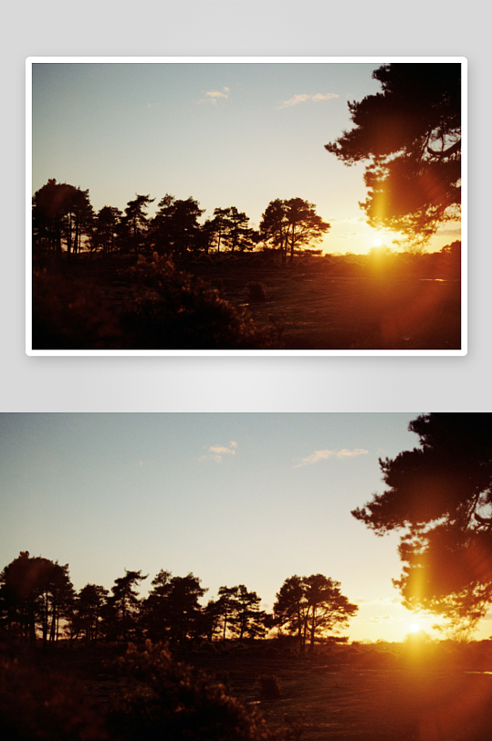 夕阳下的树林剪影-众图网