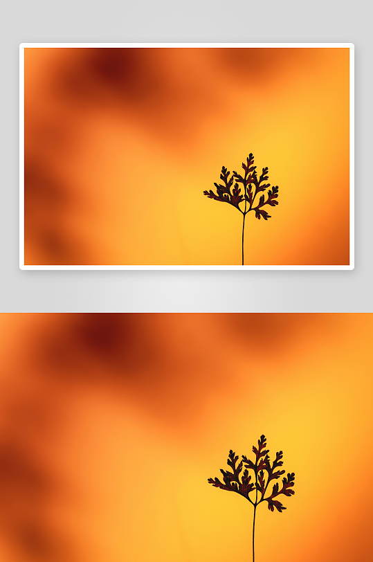 夕阳下的植物剪影-众图网