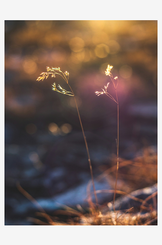 夕阳下的野草特写-众图网