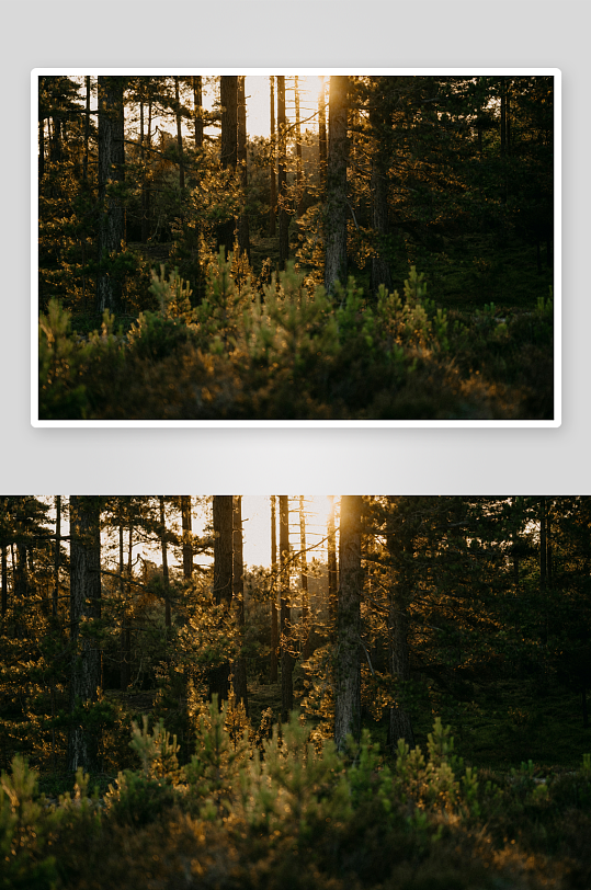 夕阳穿透森林的光影-众图网