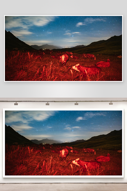 夜空下草原上的牛群-众图网