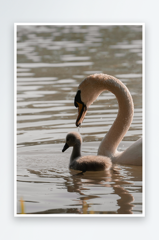 天鹅与幼崽在水中互动-众图网