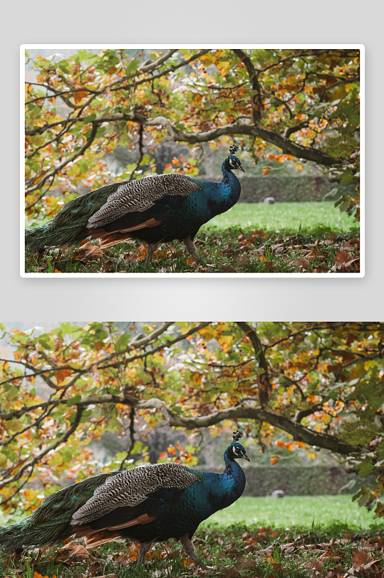 孔雀在秋日林间行走-众图网