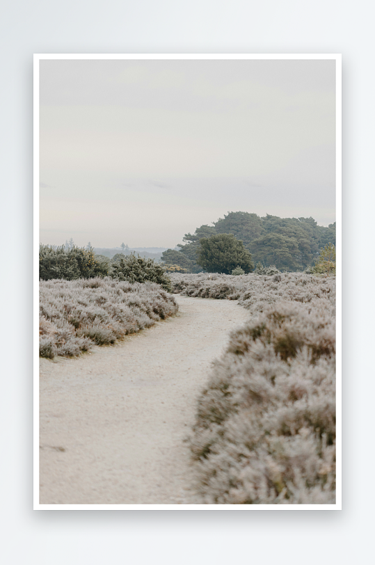 小径穿过银色灌木丛-众图网