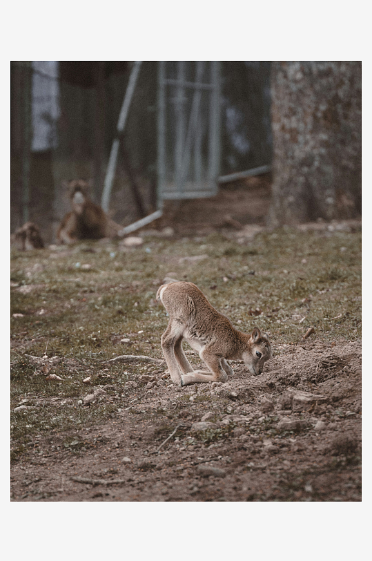 小羚羊在泥地上觅食-众图网
