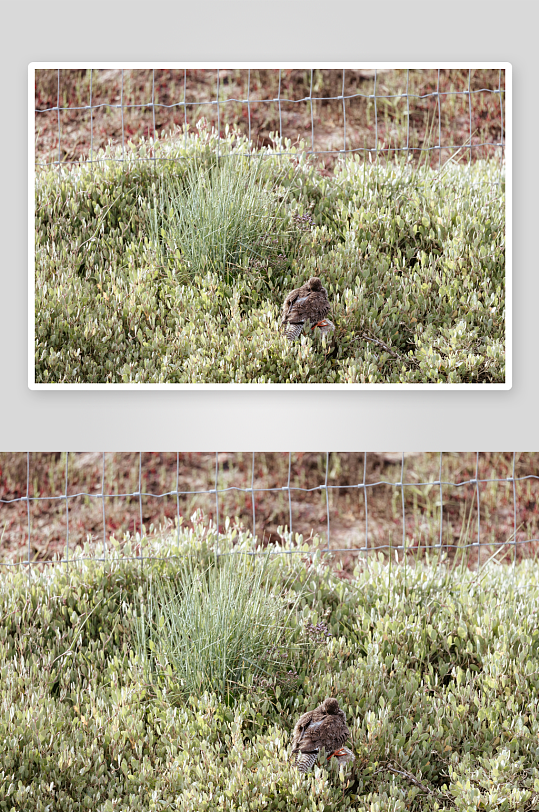 小鸟在灌木丛中觅食-众图网