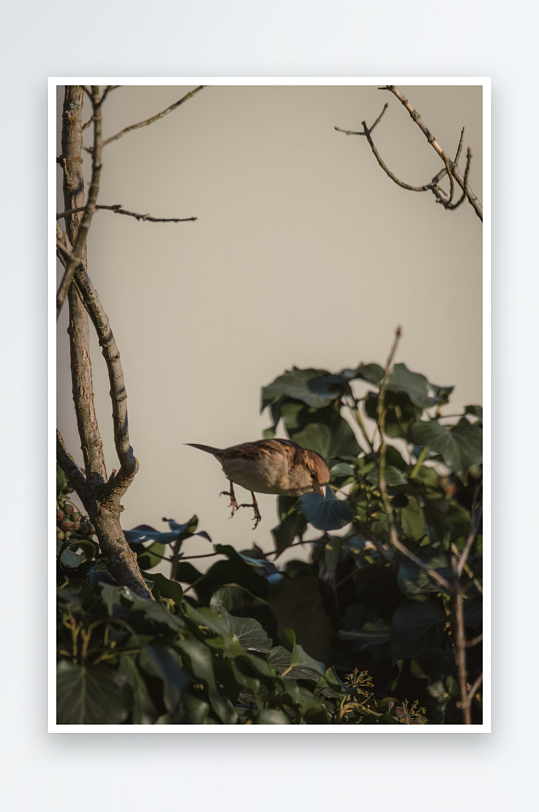 小鸟栖息于枝叶间-众图网