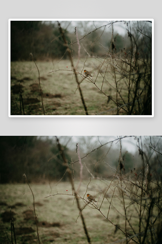 小鸟栖息于枯枝之上-众图网