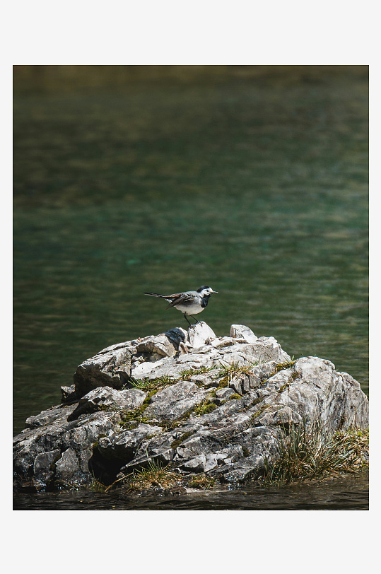 小鸟栖息于湖边岩石-众图网