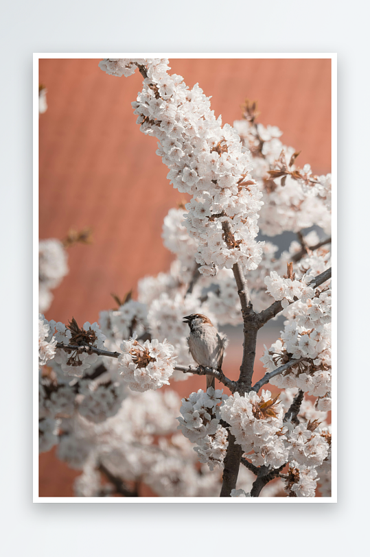 小鸟栖息于盛开的樱花枝上-众图网