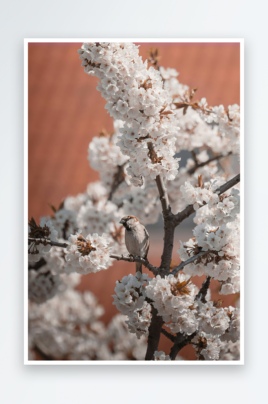 小鸟栖息于盛开的花枝-众图网