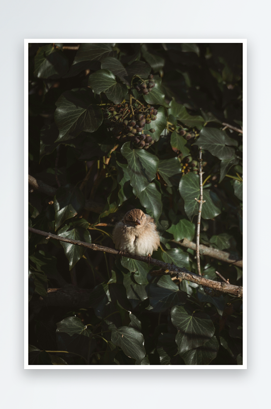 小鸟栖息于绿叶枝头-众图网