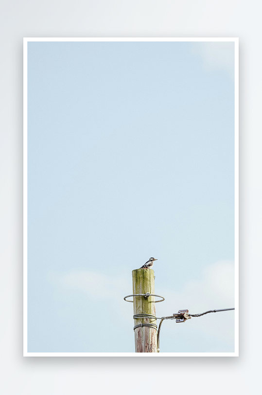 小鸟栖息在电线杆顶端-众图网