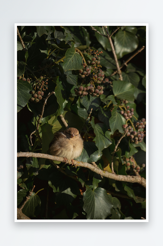 小鸟栖息在绿叶枝头-众图网