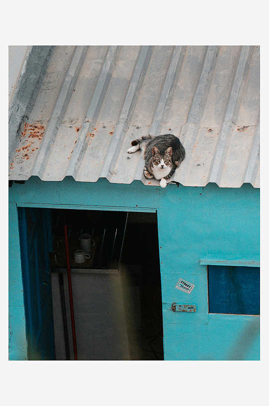 屋顶上的猫俯视蓝色小屋-众图网