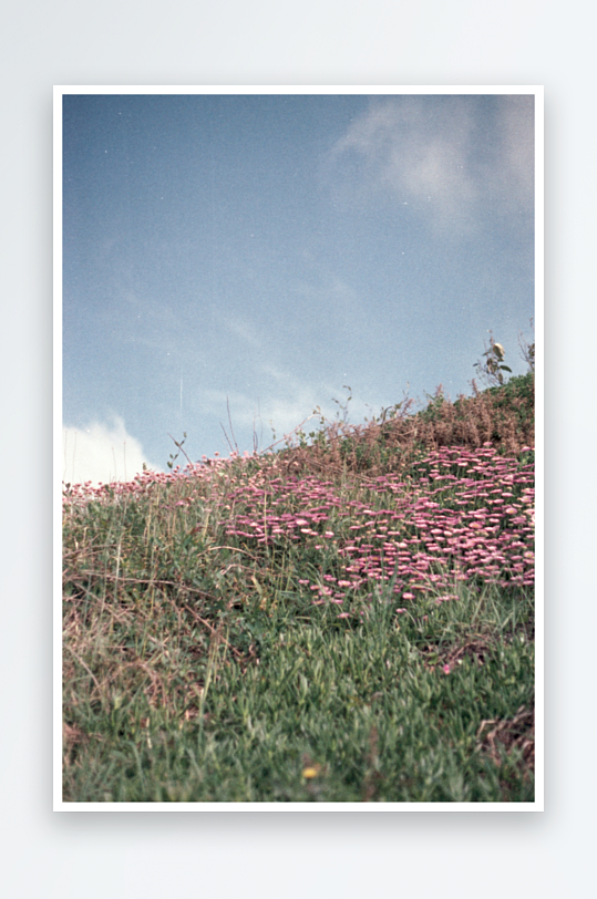 山坡上的粉色野花盛开-众图网