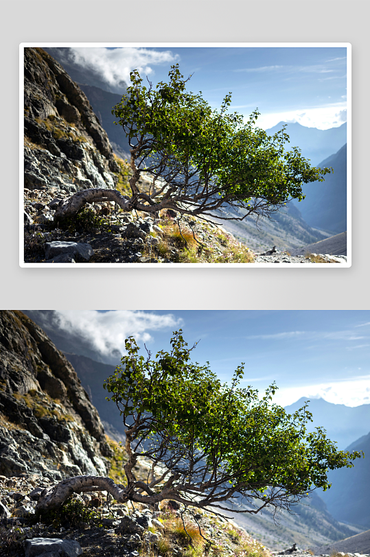 山崖边的孤树与远山-众图网