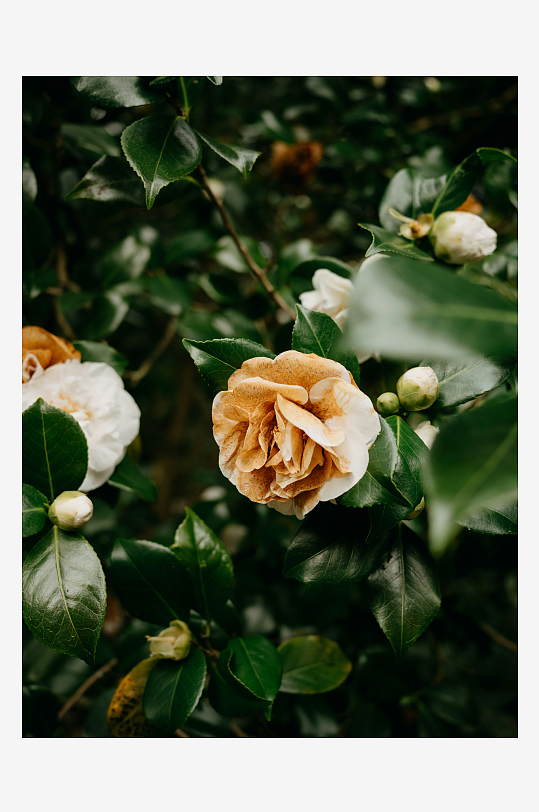 山茶花在绿叶间绽放-众图网