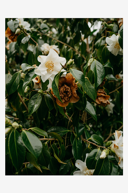 山茶花盛开的绿植景象-众图网