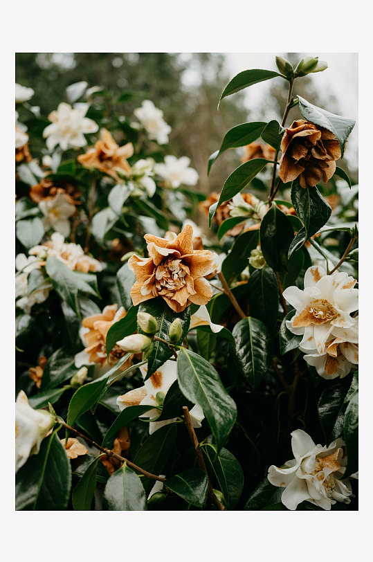 山茶花盛开的自然景象-众图网