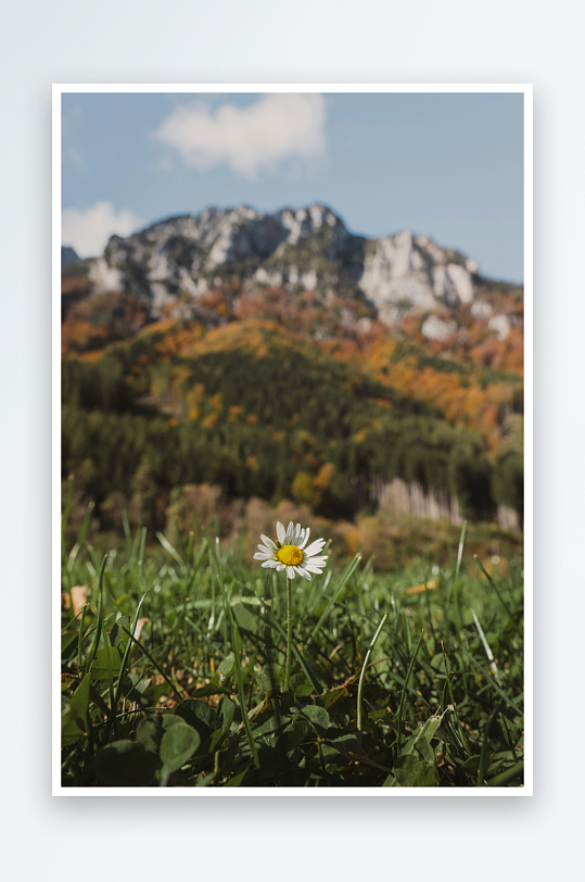 山野雏菊与秋日山脉-众图网