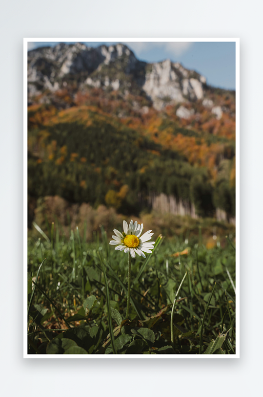 山野雏菊与秋色山景-众图网