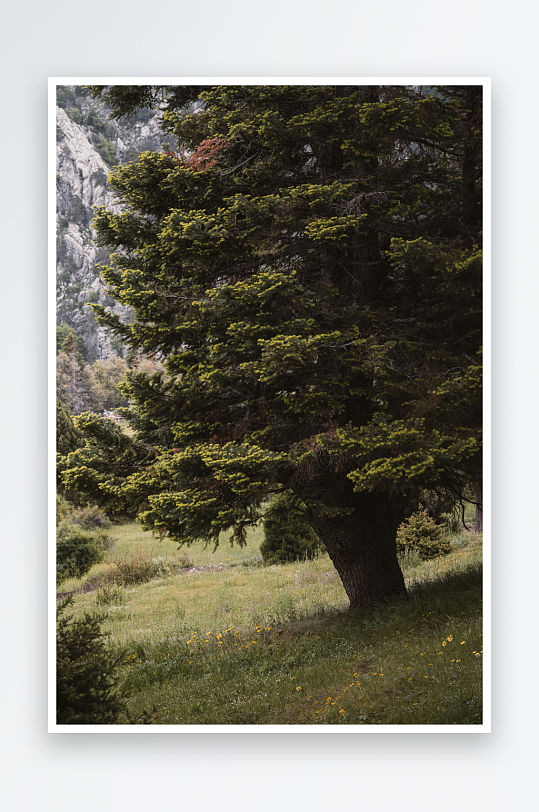 山间松树与草地景观-众图网