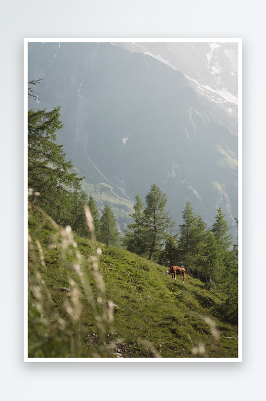 山间草坡上的马匹-众图网