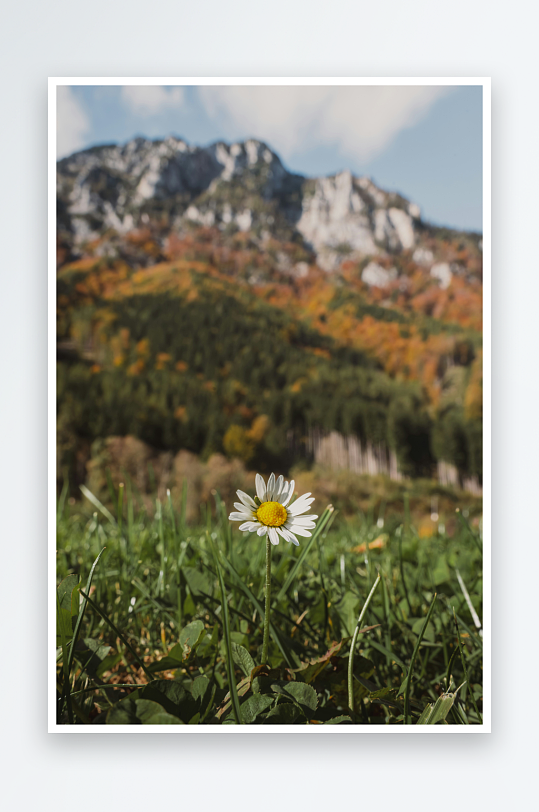 山间雏菊与秋色山景-众图网