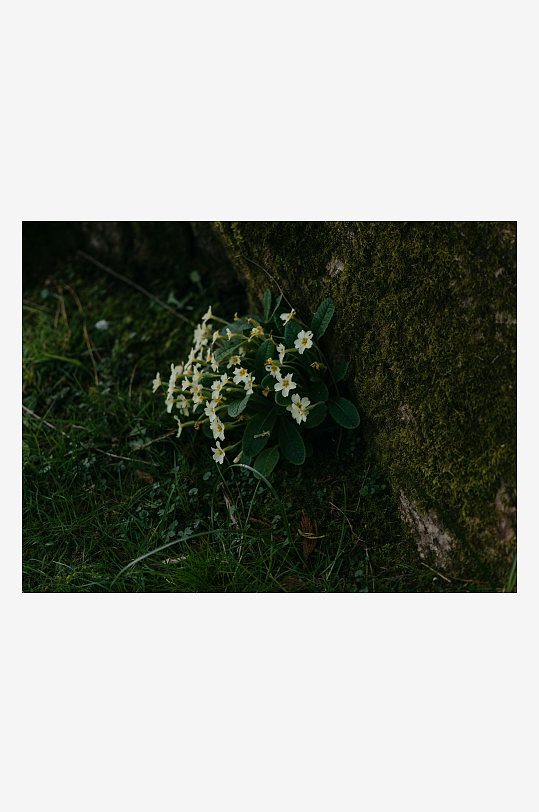 岩石旁的白色小花-众图网