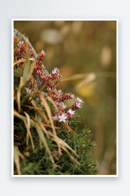 岩石旁的野花与绿植-众图网
