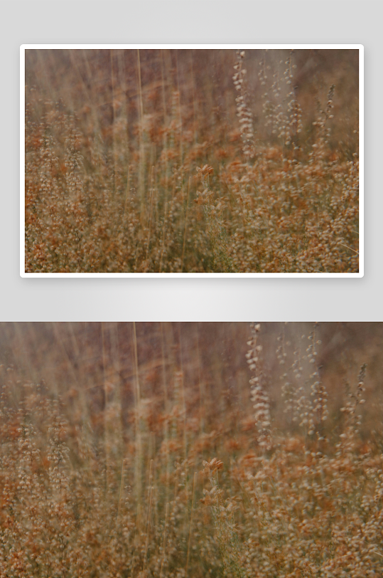 干枯草丛中的野花-众图网