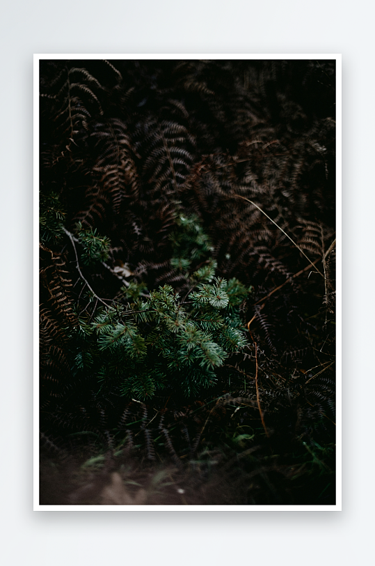 幽暗森林中的蕨类植物-众图网