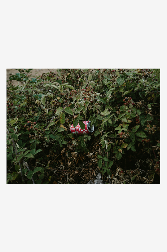 废弃易拉罐藏于灌木丛中-众图网