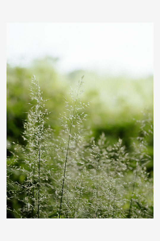 微风中的草穗特写-众图网