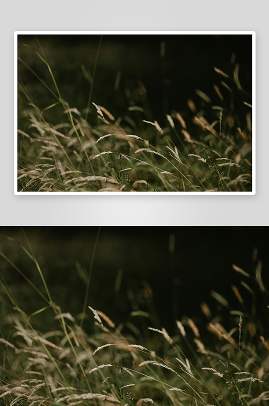 微风中的野草摇曳-众图网