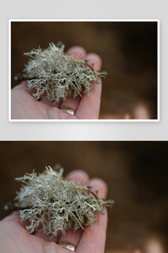 手中握着的白色地衣-众图网