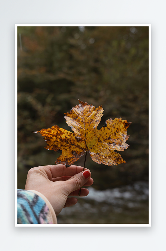 手持秋叶的自然瞬间-众图网