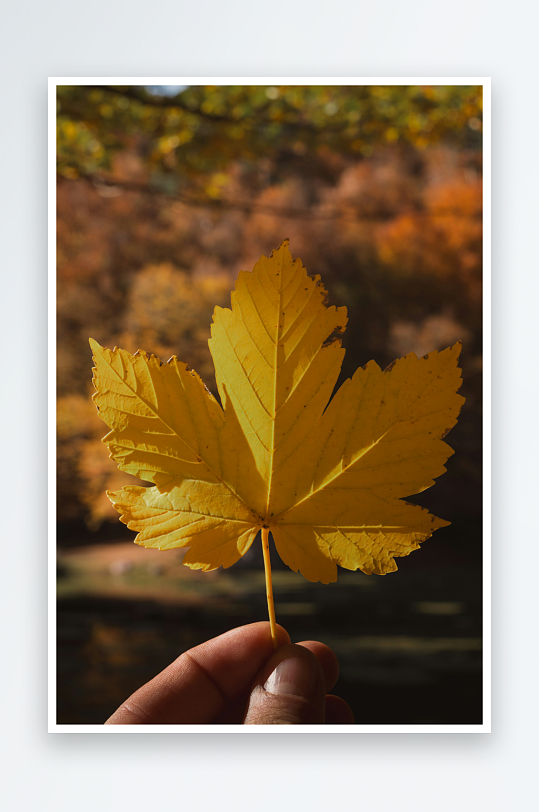 手持秋日枫叶特写-众图网